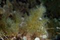 Laurencia caduciramulosa